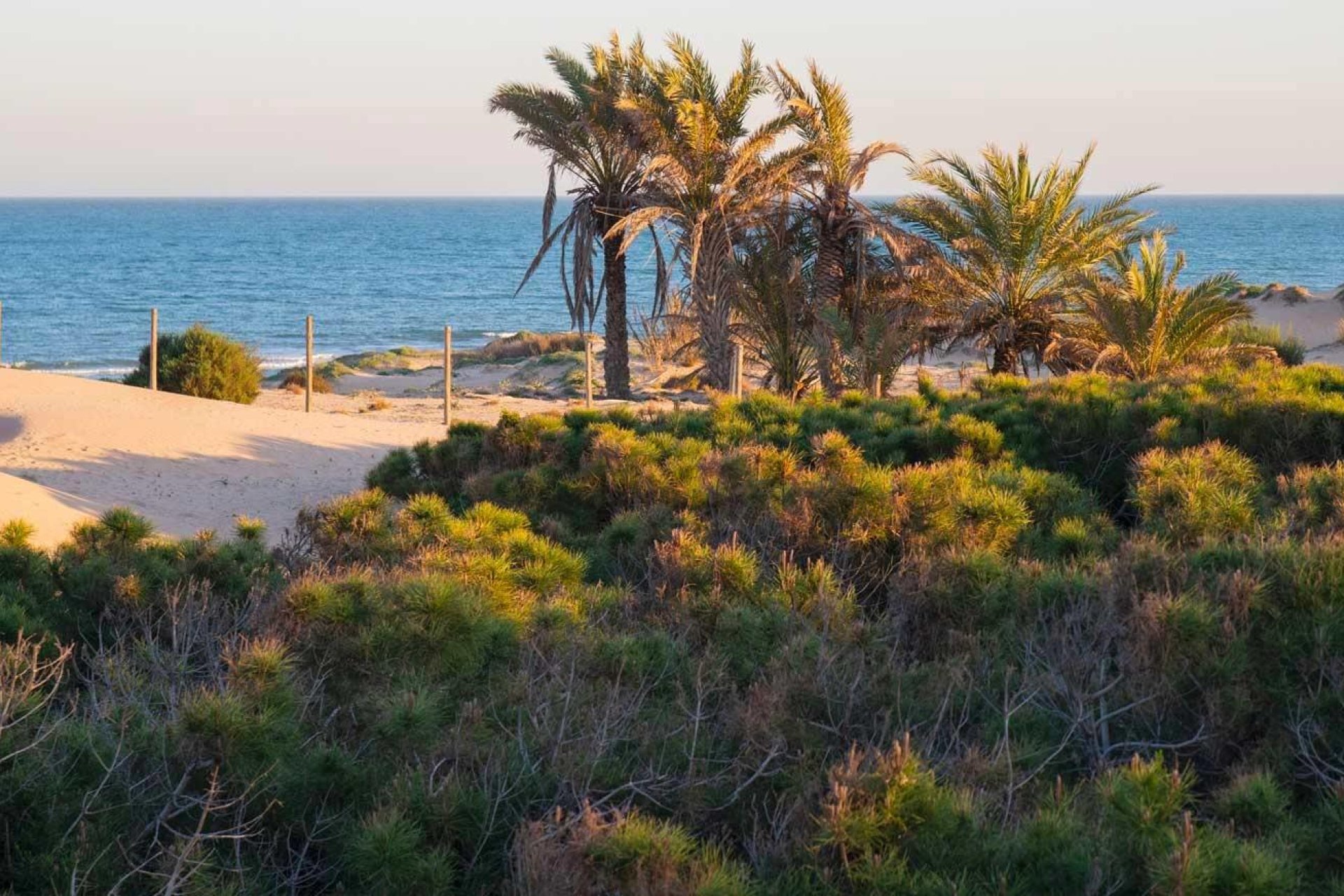 New Build - Apartment / flat - Guardamar del Segura - Avda del Puerto